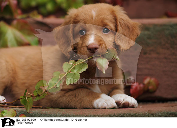 Toller Welpe / Toller Puppy / DG-02890