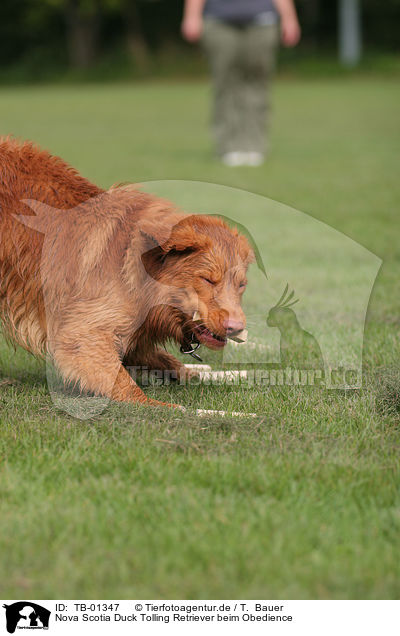 Nova Scotia Duck Tolling Retriever beim Obedience / Toller at Obedience / TB-01347