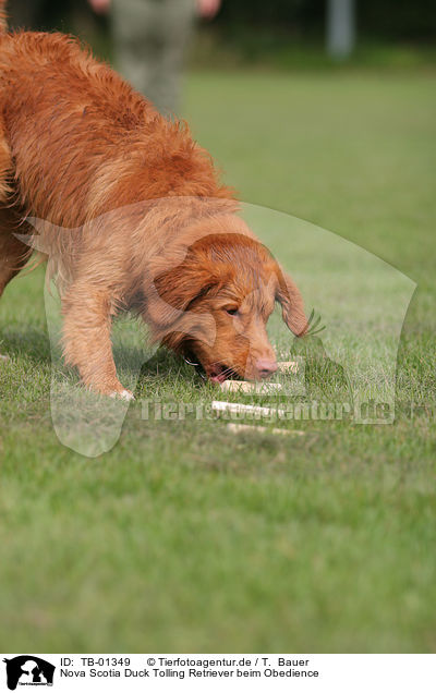 Nova Scotia Duck Tolling Retriever beim Obedience / Toller at Obedience / TB-01349