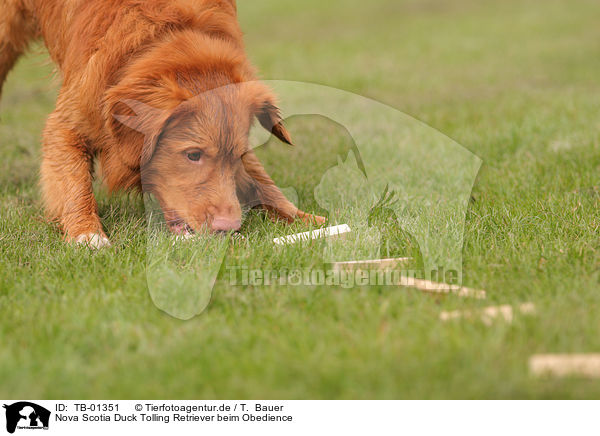 Nova Scotia Duck Tolling Retriever beim Obedience / Toller at Obedience / TB-01351