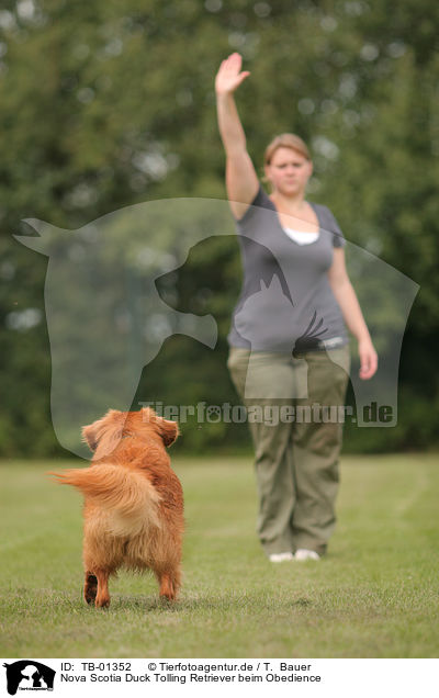 Nova Scotia Duck Tolling Retriever beim Obedience / Toller at Obedience / TB-01352
