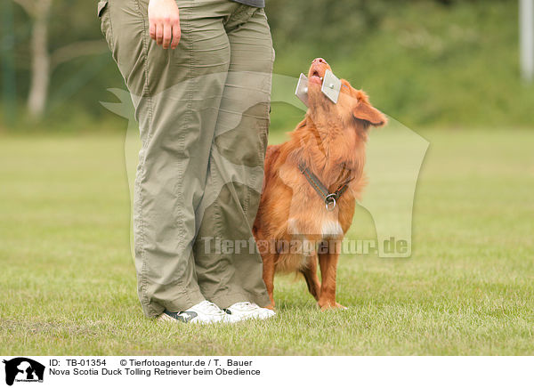 Nova Scotia Duck Tolling Retriever beim Obedience / Toller at Obedience / TB-01354