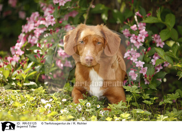 liegernd Toller / lying Nova Scotia Duck Tolling Retriever / RR-53125