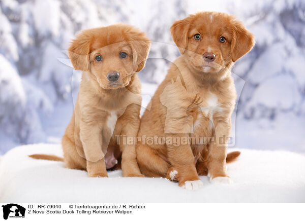 2 Nova Scotia Duck Tolling Retriever Welpen / RR-79040