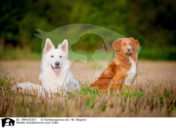 Weier Schferhund und Toller / Nova Scotia Duck Tolling Retriever and White Shepherd / MW-05307