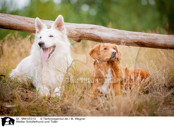 Weier Schferhund und Toller / Nova Scotia Duck Tolling Retriever and White Shepherd / MW-05310