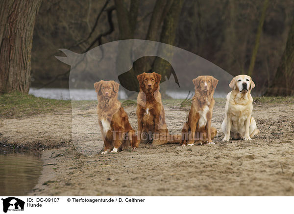 Hunde / dogs / DG-09107