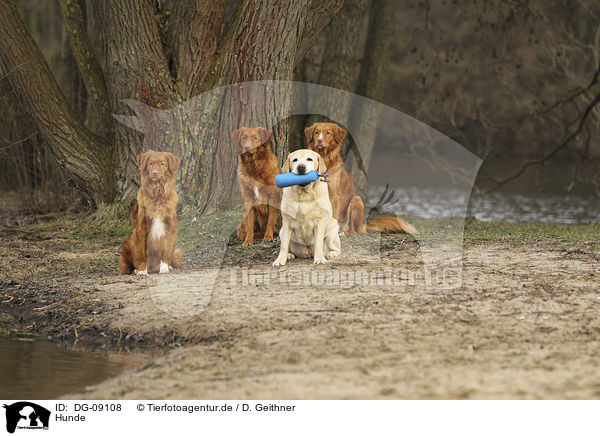 Hunde / dogs / DG-09108