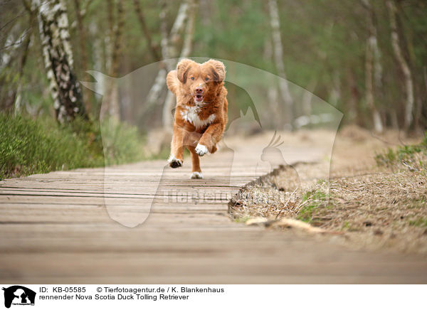 rennender Nova Scotia Duck Tolling Retriever / running Nova Scotia Duck Tolling Retriever / KB-05585