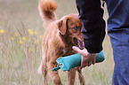 Nova Scotia Duck Tolling Retriever gibt Dummy aus