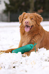 Nova Scotia Duck Tolling Retriever