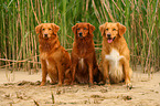 3 Nova Scotia Duck Tolling Retriever