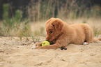 Nova Scotia Duck Tolling Retriever Welpe