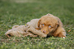 Nova Scotia Duck Tolling Retriever Welpe