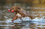 spielender Nova Scotia Duck Tolling Retriever