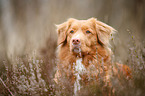 Nova Scotia Duck Tolling Retriever Portrait