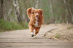 rennender Nova Scotia Duck Tolling Retriever