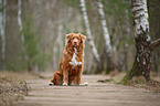 sitzender Nova Scotia Duck Tolling Retriever