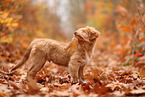 junger Nova Scotia Duck Tolling Retriever