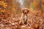 junger Nova Scotia Duck Tolling Retriever