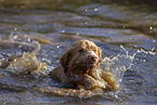 Nova Scotia Duck Tolling Retriever im Wasser