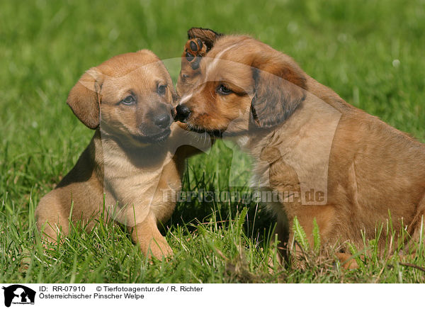 sterreichischer Pinscher Welpe / Puppy / RR-07910