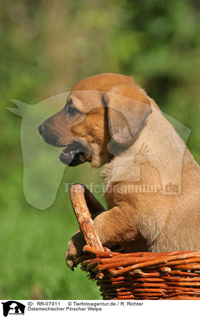 sterreichischer Pinscher Welpe / Puppy / RR-07911