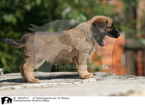 sterreichischer Pinscher Welpe / Puppy / RR-07917