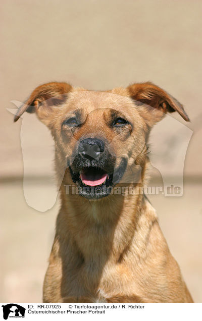 sterreichischer Pinscher Portrait / RR-07925