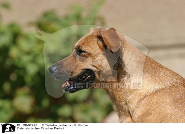 sterreichischer Pinscher Portrait / RR-07928