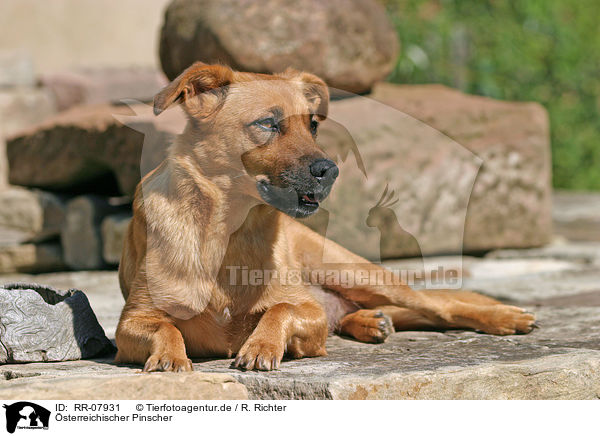 sterreichischer Pinscher / Austrian short-haired Pinscher / RR-07931