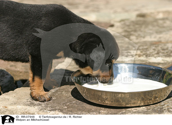 Welpen an Milchschssel / drinking pups / RR-07948