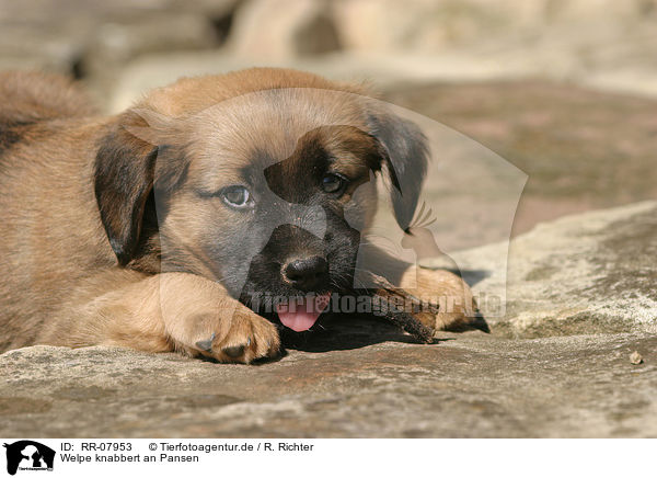 Welpe knabbert an Pansen / pup eats rumen / RR-07953