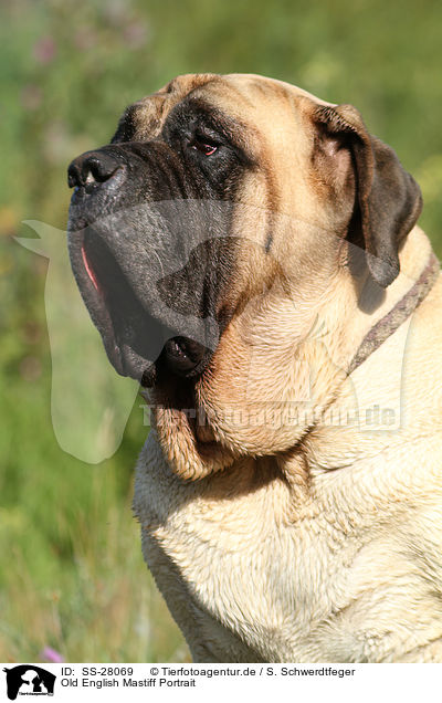 Old English Mastiff Portrait / Old English Mastiff Portrait / SS-28069