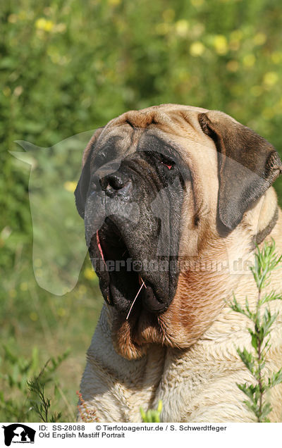 Old English Mastiff Portrait / Old English Mastiff Portrait / SS-28088