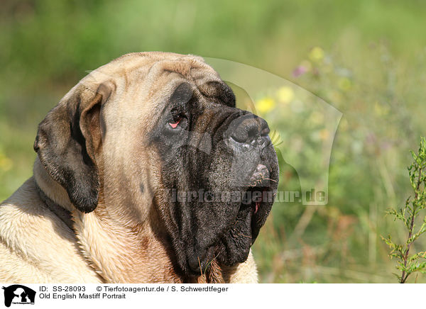 Old English Mastiff Portrait / Old English Mastiff Portrait / SS-28093