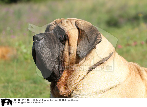 Old English Mastiff Portrait / SS-28116