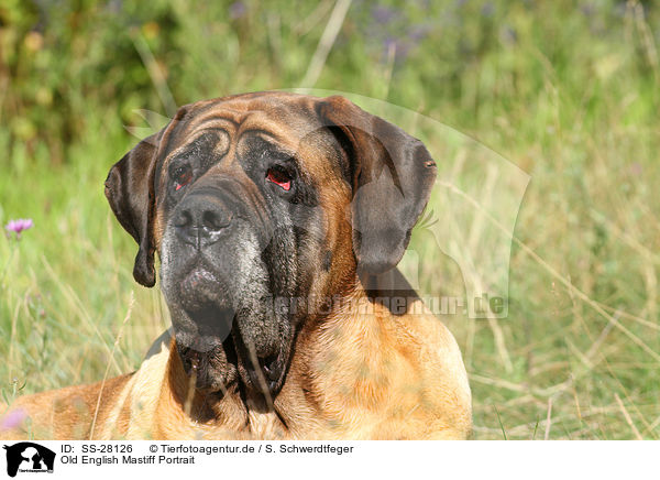 Old English Mastiff Portrait / SS-28126