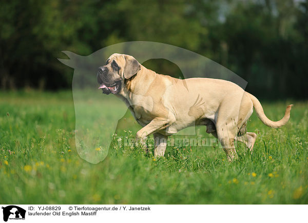 laufender Old English Mastiff / walking Old English Mastiff / YJ-08829
