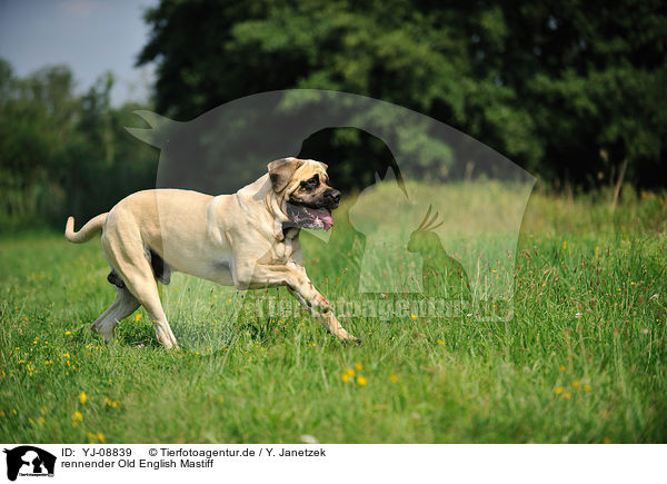 rennender Old English Mastiff / running Old English Mastiff / YJ-08839