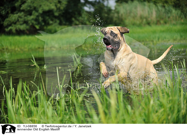 rennender Old English Mastiff / running Old English Mastiff / YJ-08856