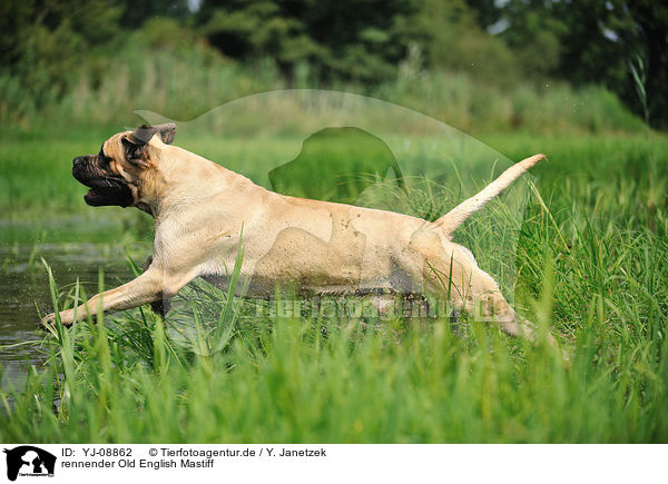 rennender Old English Mastiff / running Old English Mastiff / YJ-08862