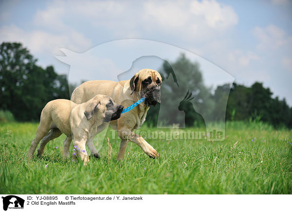 2 Old English Mastiffs / 2 Old English Mastiffs / YJ-08895