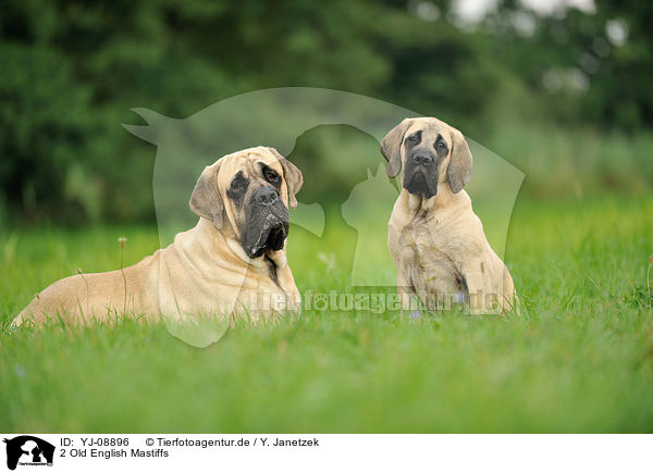 2 Old English Mastiffs / 2 Old English Mastiffs / YJ-08896
