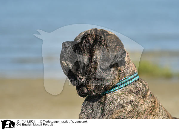 Old English Mastiff Portrait / YJ-12521