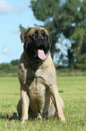 Old English Mastiff