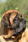 Old English Mastiff Portrait