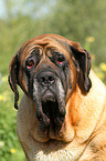 Old English Mastiff Portrait