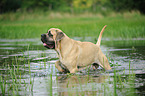 badender Old English Mastiff