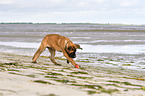 spielender Old English Mastiff Welpe